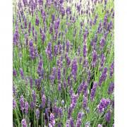 Twickel Purple English Lavender Seeds-TPEL01