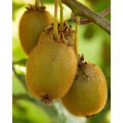 Organic Yellow Kiwi Seeds-YKI78