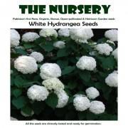 White Hydrangea Seeds-WH98
