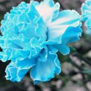 Blue Carnations Flower Seeds-CB001