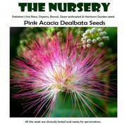 Pink Acacia Dealbata Seeds-PAD89
