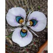 Blue Moraea Iridioides Flower Seeds-MOI001b