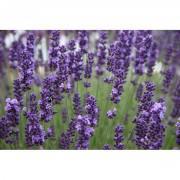 English Lavender Seeds-EL999
