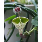 Ceropegia Woodii Flower seeds-WOI9
