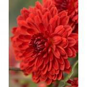 Red Chrysanthemum Seeds-REDS889