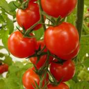 Organic Liya Red Tomato Seeds-LIOUY