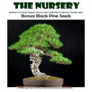 Bonsai Black Pine Seeds-BLV9