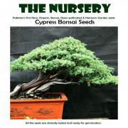 Cypress Bonsai Seeds-BCT001