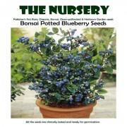 Bonsai Potted Blueberry Seeds-BB9878