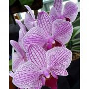 Phalaenopsis Orchid Seeds-PO89