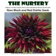 Rare Black with Red Dahlia Seeds-RBD88