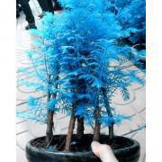 Bonsai Blue Metasequoia Seeds-BBM01
