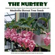 Medinilla Bonsai Tree Seeds-MNDE99