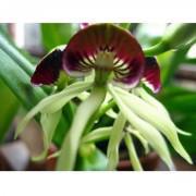Octopus Orchid Seeds-OPO999