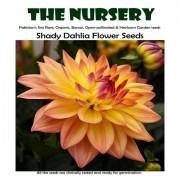 Shady Dahlia Flower Seeds-SD0P