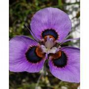 Purple Moraea Iridioides Flower Seeds-MOI003
