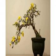 Bonsai Yellow Jasmine Tree Seeds-BONSPJ01
