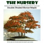 Double Shaded Bonsai Maple Seeds-DSM001