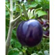 Organic Black Tomato Seeds-BT0021