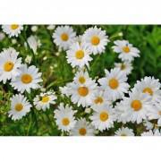 White Daisy Seeds-WD89