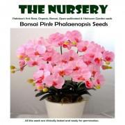 Bonsai Pink Phalaenopsis Seeds-BPP98