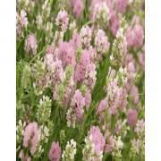 Rosea English Lavender Seeds-REL01