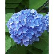 Blue Hydrangea Seeds-BH001