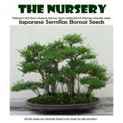 Japanese Semillas Bonsai Seeds-JSBT9