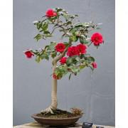 Bonsai Red Camellia Seeds-CAMREDOU01
