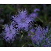 Blue Dianthus Seeds-BDH999