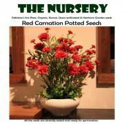 Red Carnation Potted Seeds-RCT999