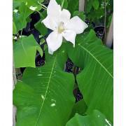 Ashe's Magnolia Flower Tree Seeds-ASMT01