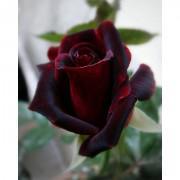 Black Baccara Rose Seeds-BCR889